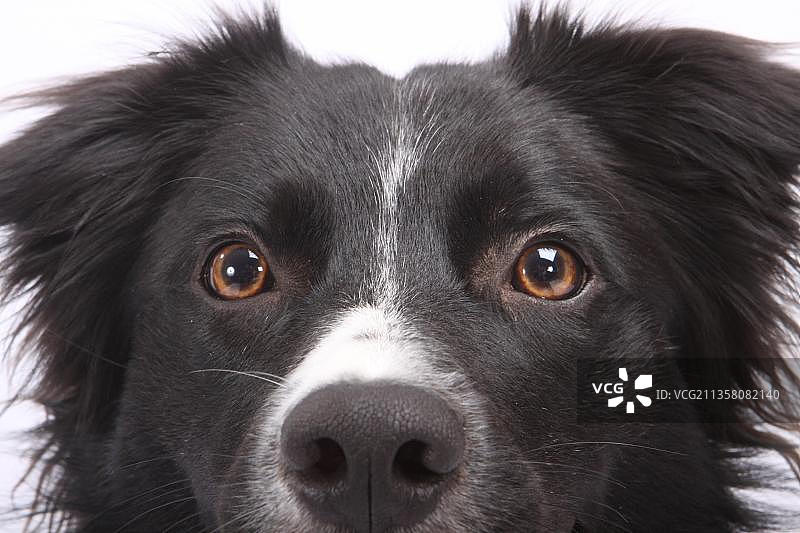 边境牧羊犬图片素材