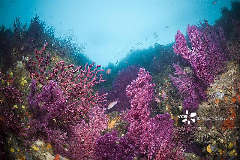 变色龙海扇，Cap de Creus，科斯塔布拉瓦，西班牙(Paramuricea clavata)，可变柳珊瑚图片素材