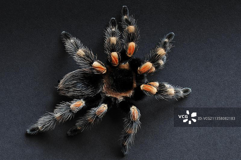 墨西哥红膝狼蛛图片素材