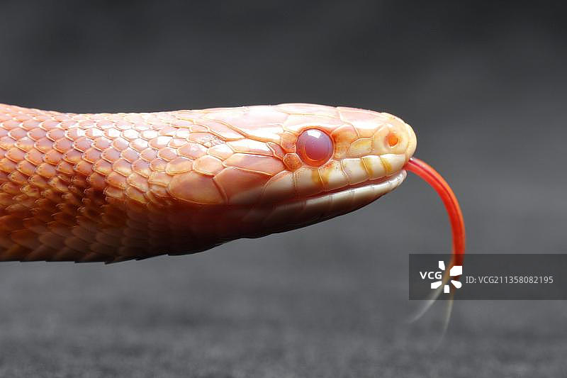 玉米蛇图片素材