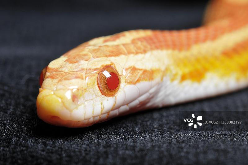 红玉米蛇图片素材