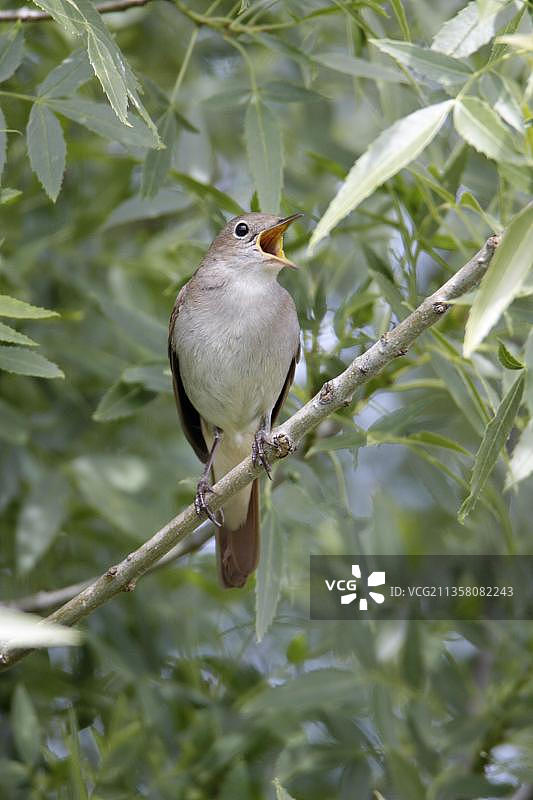葡萄牙夜莺图片素材