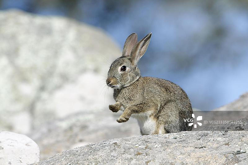 欧洲野兔，葡萄牙图片素材