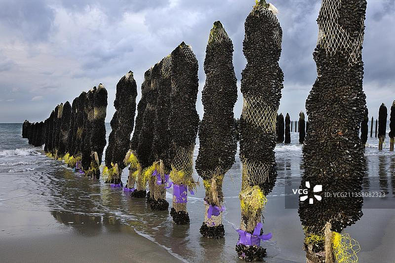 法国奥帕尔海岸海滩上的贻贝养殖图片素材