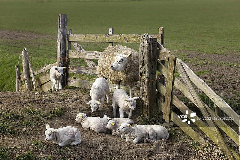 荷兰泰克塞尔岛羊圈里的泰克塞尔绵羊和羔羊图片素材
