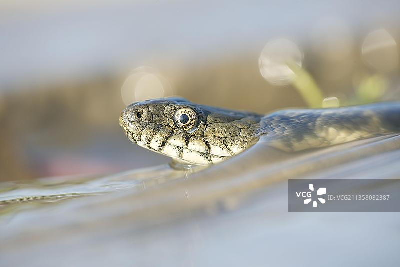 保加利亚骰子蛇(Natrix tesselata) 侧面图片素材