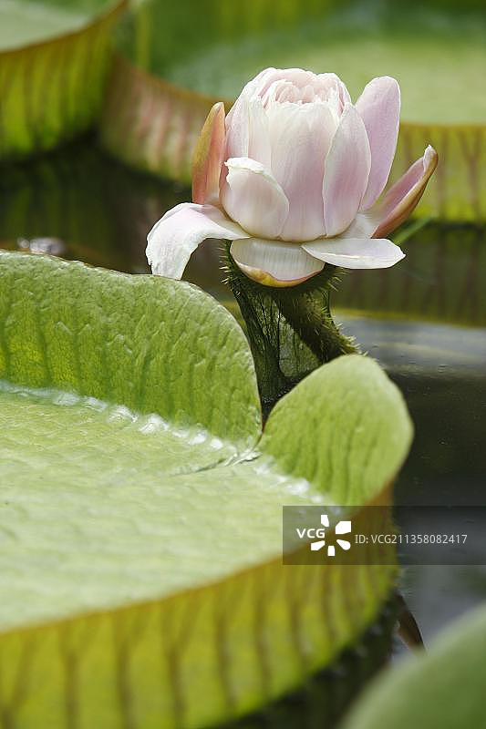 圣克鲁斯王莲图片素材