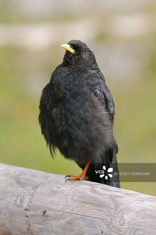 德国巴伐利亚的高山鸦图片素材