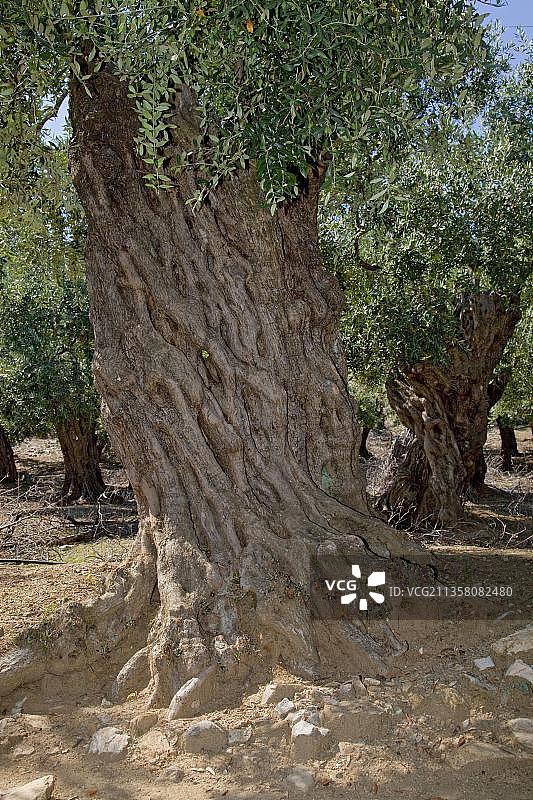 希腊塔索斯岛的橄榄树图片素材