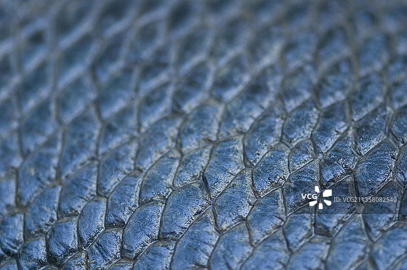 欧洲海狸（河狸），尾部细节，德国巴伐利亚州罗森海姆图片素材