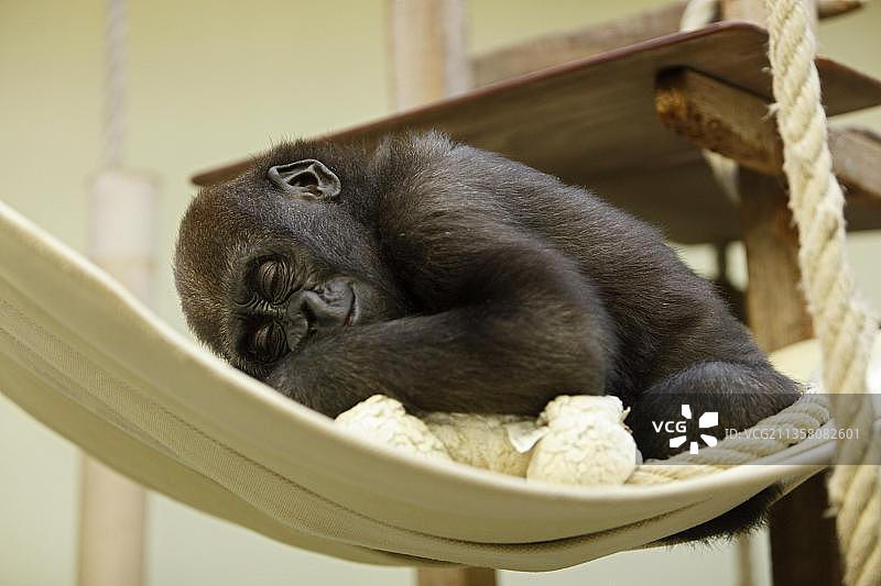 动物园里吊床上的西部低地大猩猩幼崽图片素材