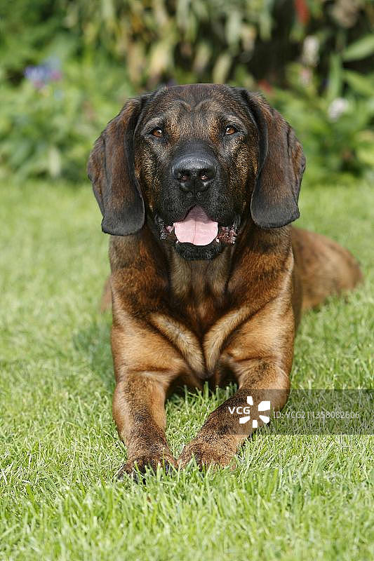 汉诺威寻血猎犬图片素材