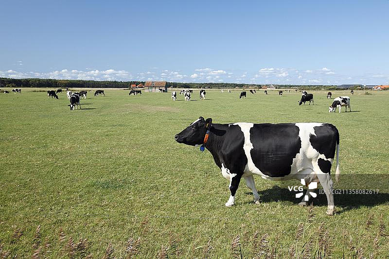 荷兰特塞尔岛，牧场上黑褐色家养牛图片素材