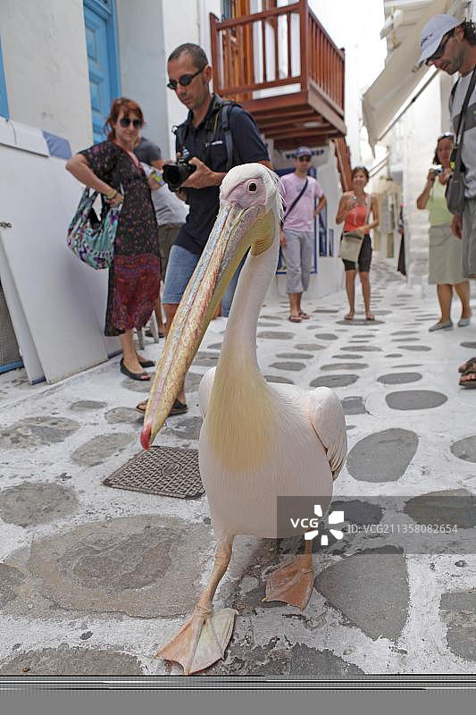 欧洲希腊米科诺斯岛米科诺斯镇鹈鹕佩特罗斯四世图片素材