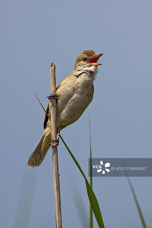 大苇莺，欧洲希腊图片素材