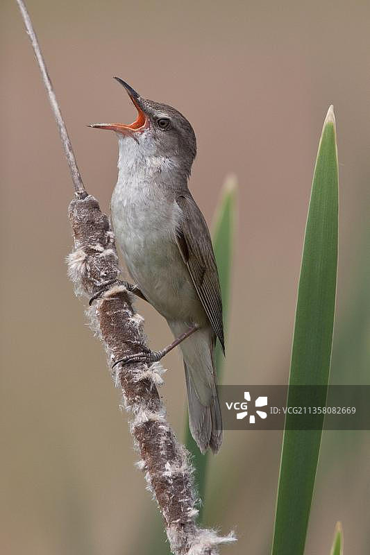 大苇莺，欧洲希腊图片素材