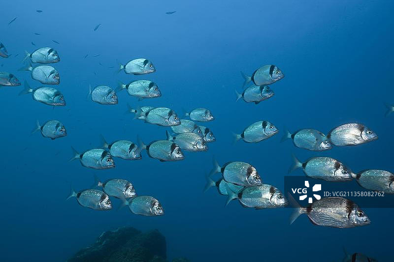 西班牙布拉瓦海岸的双带海鲷图片素材
