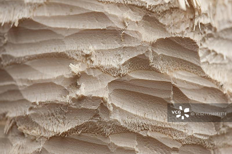 树上的牙齿印记，罗森海姆，巴伐利亚，德国，欧洲图片素材