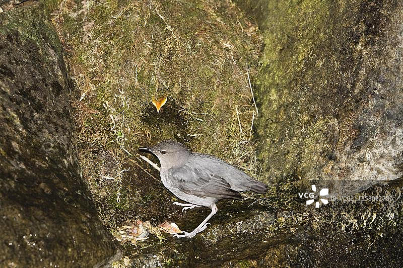 哥斯达黎加巢穴中的美洲白喉河乌图片素材