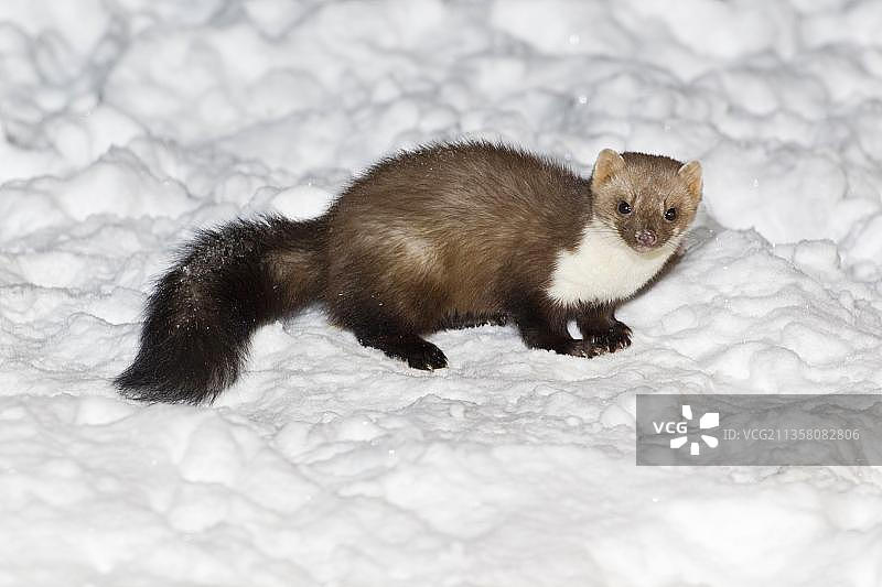 欧洲德国下萨克森的欧洲松貂图片素材