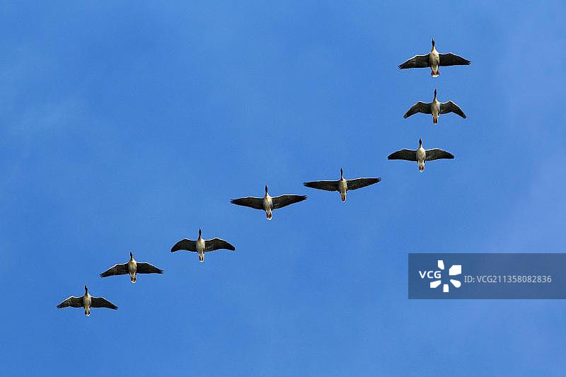 豆雁，英格兰诺森伯兰郡图片素材