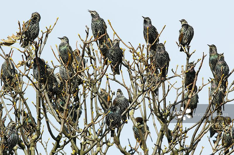 普通欧洲椋鸟图片素材