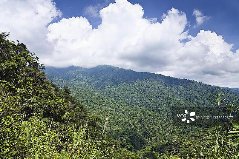 布劳略·卡里略国家公园的常绿山地雨林图片素材