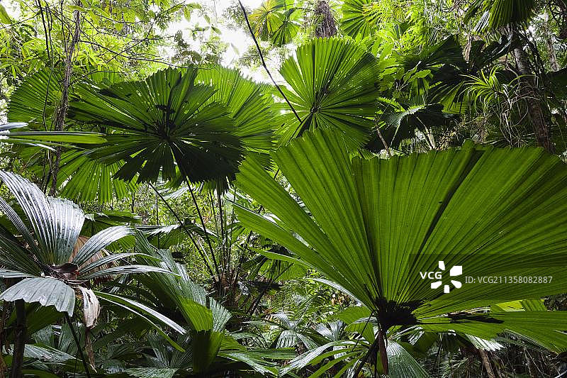 澳大利亚昆士兰州丹翠国家公园的扇叶棕榈树图片素材