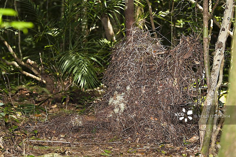 园丁厦鸟，澳大利亚昆士兰州阿瑟顿高地图片素材