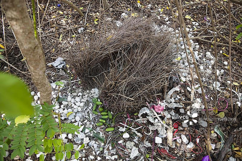 大亭鸟，澳大利亚，大洋洲图片素材