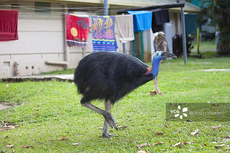 澳洲双垂鹤鸵图片素材
