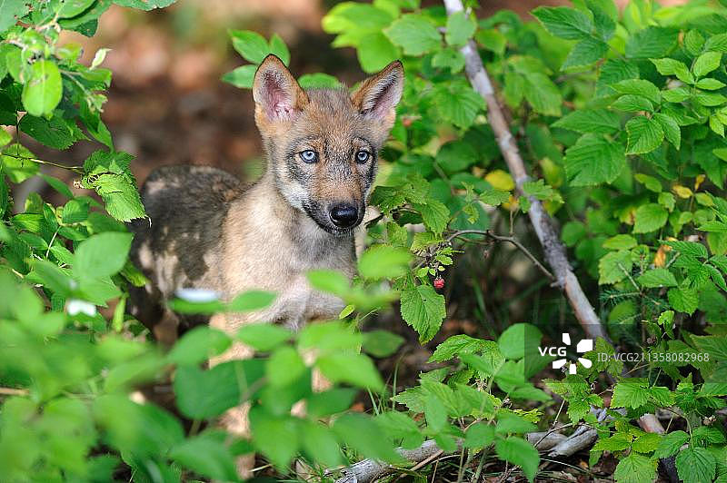 灰狼（Canis lupus）幼崽图片素材