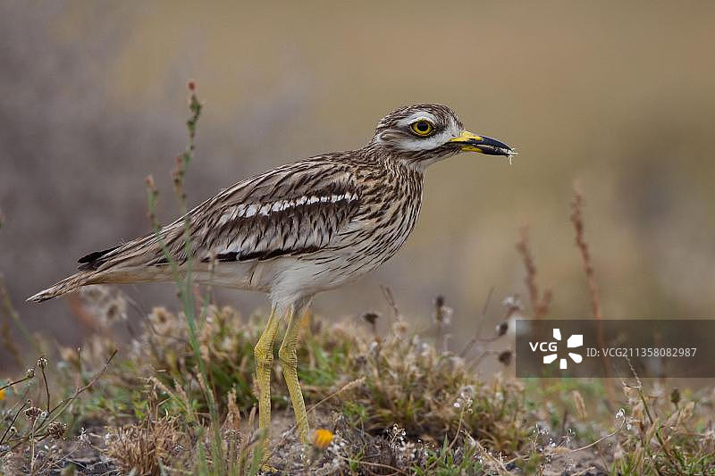 石鹬（Burhinus oedicnemus），兰萨罗特岛，西班牙，欧洲图片素材