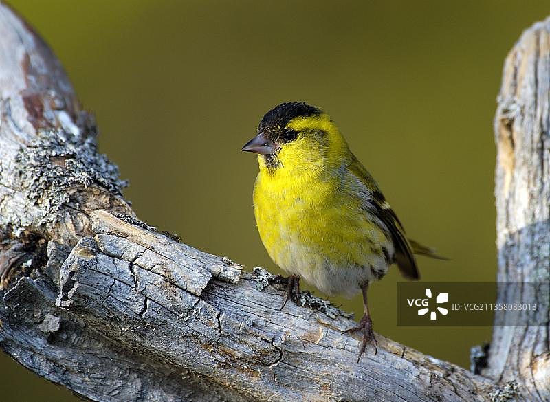 雄性金翅雀图片素材