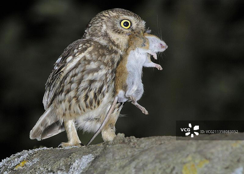 小猫头鹰（Athene noctua）与猎物老鼠，德国，欧洲图片素材
