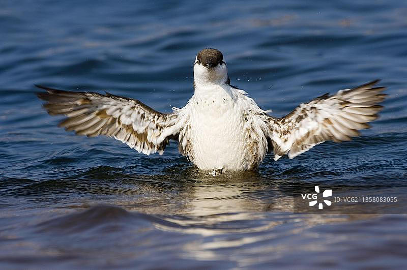 扇动翅膀的海鸠图片素材