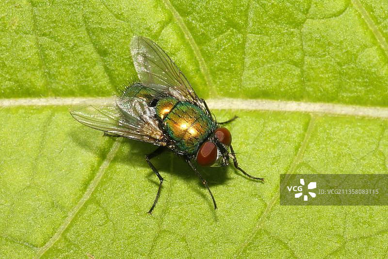 铜绿蝇（Lucilia caesar），帝王金蝇图片素材