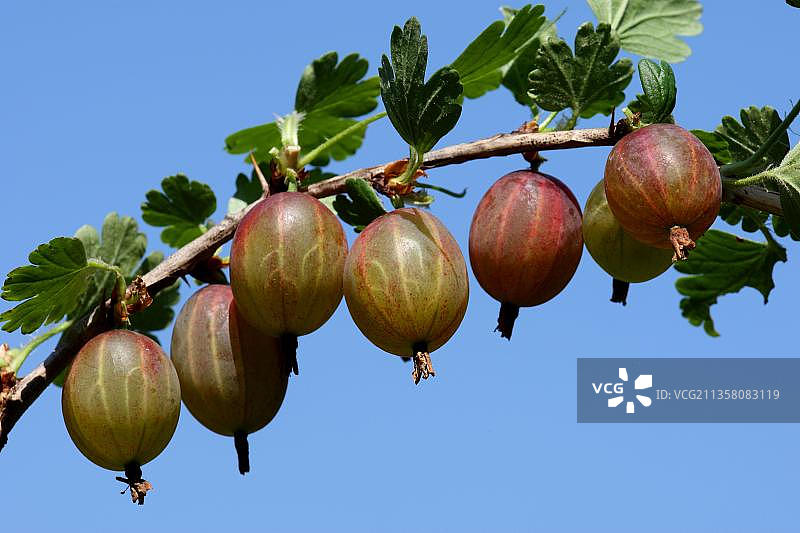 灌木丛上的醋栗图片素材