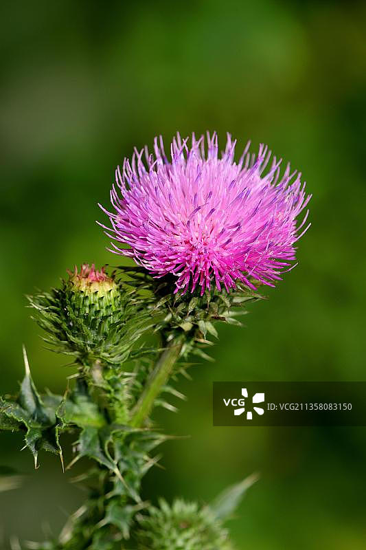 加拿大蓟（Carduus crispus）图片素材