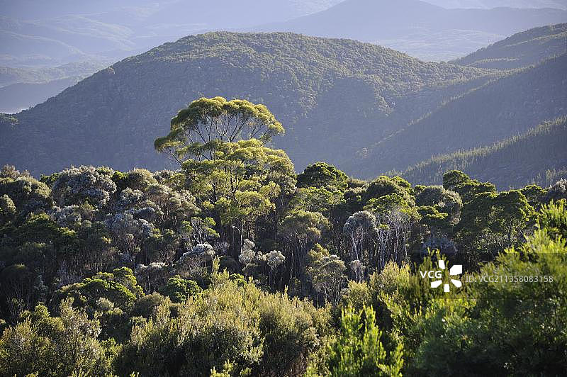 雨林，西海岸山脉，塔斯马尼亚，西海岸山脉，澳大利亚，大洋洲图片素材