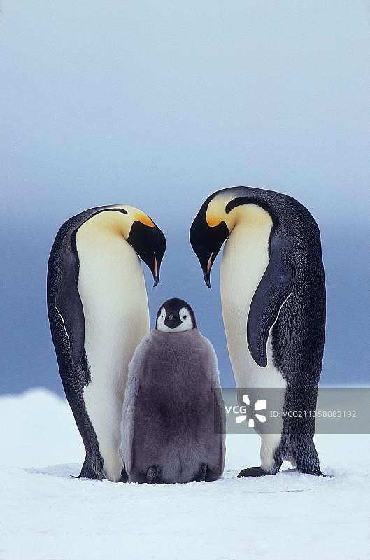 南极洲挪威角，带着幼鸟的帝企鹅图片素材