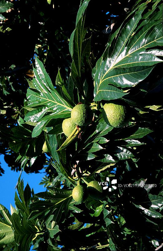 面包果树上的面包果图片素材