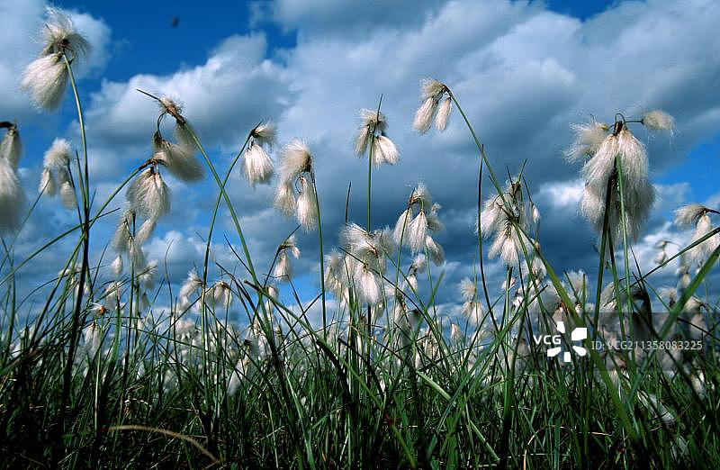 窄叶棉毛草图片素材