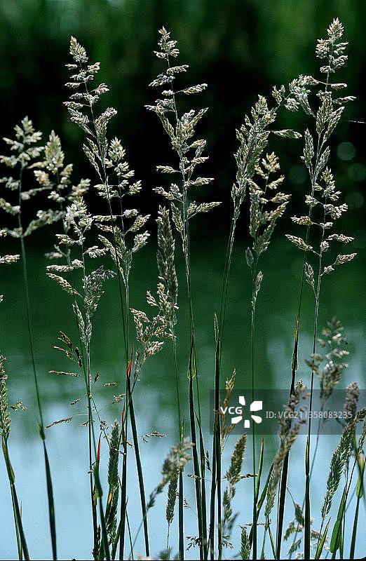 早熟禾图片素材