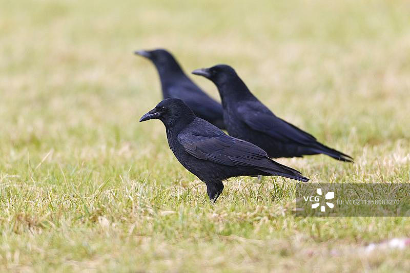 小嘴乌鸦，德国下萨克森图片素材