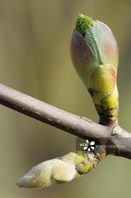 德国欧洲的悬铃木图片素材
