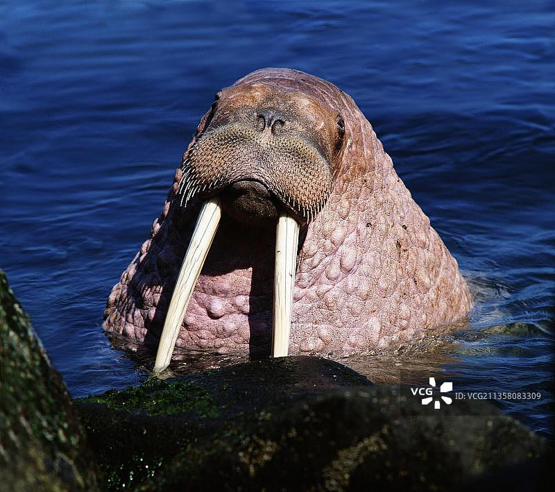 太平洋海象，公，圆岛，白令海，阿拉斯加，美国图片素材