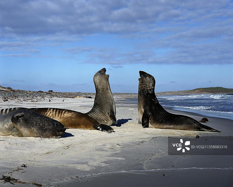 福克兰群岛南方象海豹（海象），南美洲，哺乳动物，动物，掠食者，争吵，海狮岛图片素材