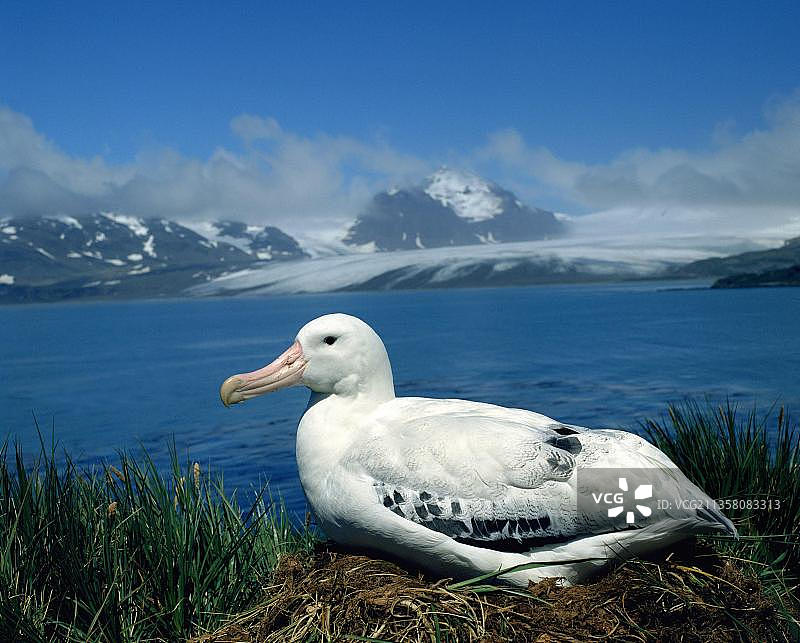 南乔治亚岛上的漂泊信天翁，南极洲图片素材