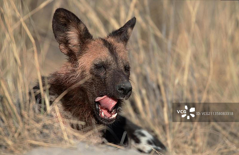 博茨瓦纳莫雷米禁猎区非洲野狗图片素材